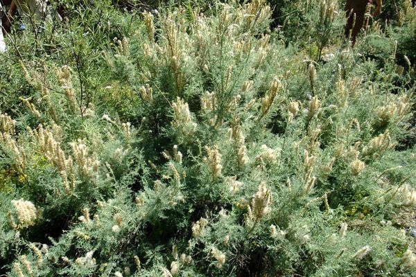 German false tamarisk