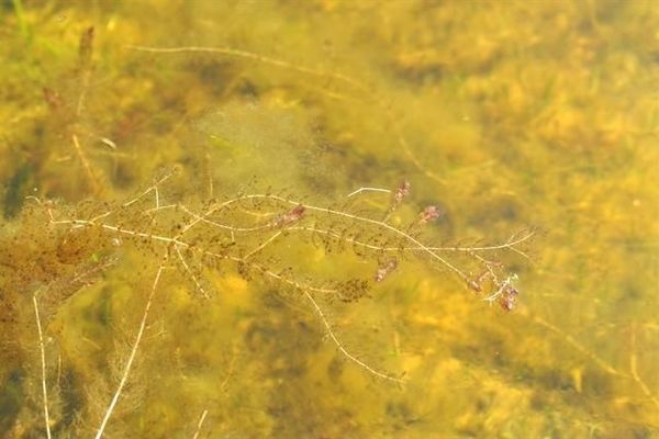Alternateflower watermilfoil