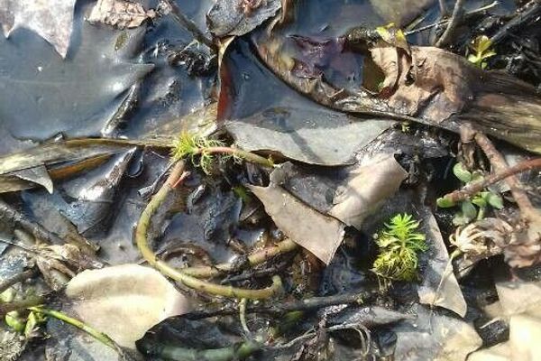 Brazilian water-milfoil