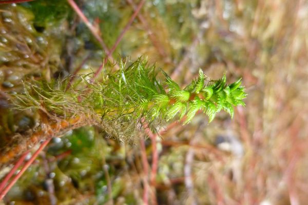 Various-leaf water-milfoil