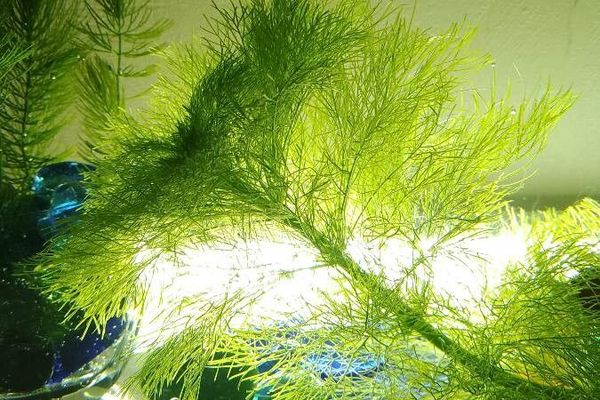 Siberian water-milfoil