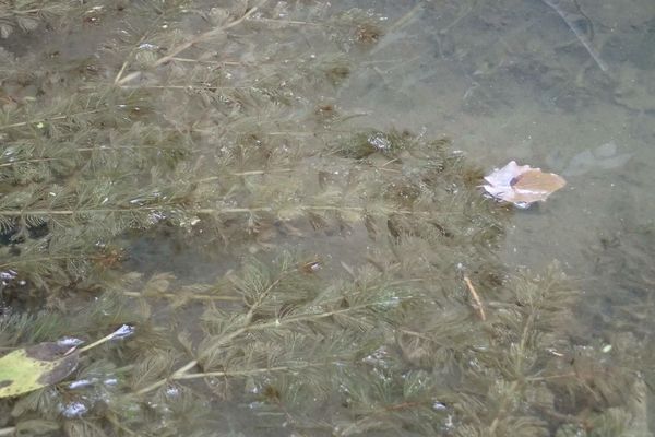 Eurasian water-milfoil