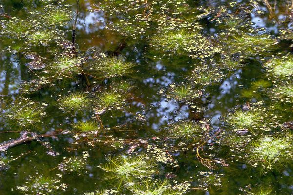 Myriad-leaf