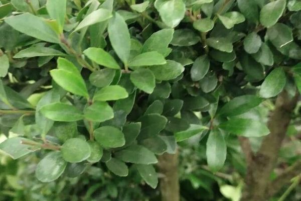 African-boxwood