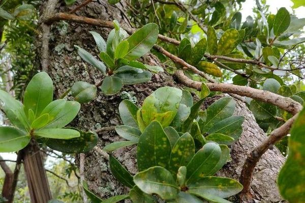 Myrsine guianensis
