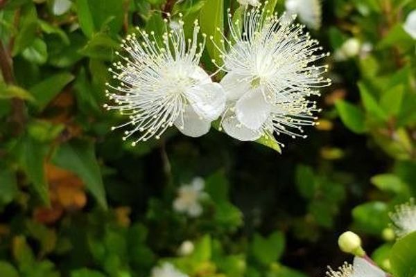 Myrtle