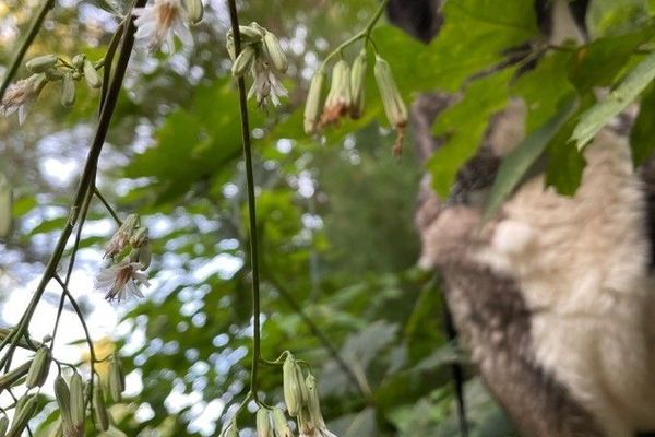 White rattlesnakeroot