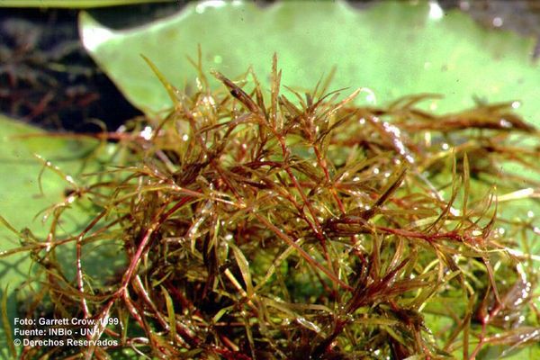 Southern naiad