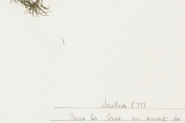 Slender-leaf naiad