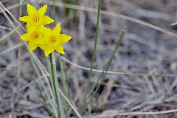 Rushleaf jonquil