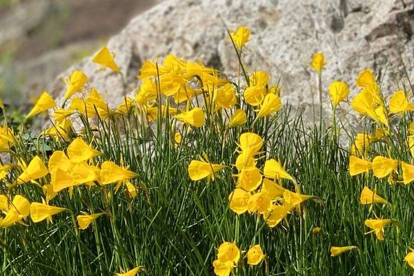 Petticoat daffodil