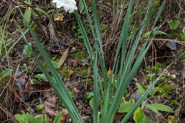 Narcissus dubius
