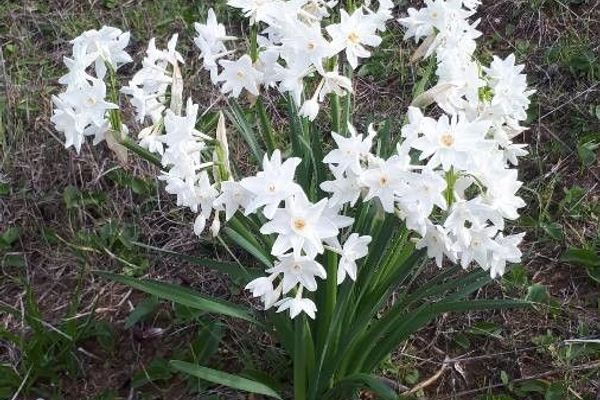 Paper-white daffodil