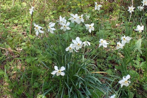 Poet's narcissus