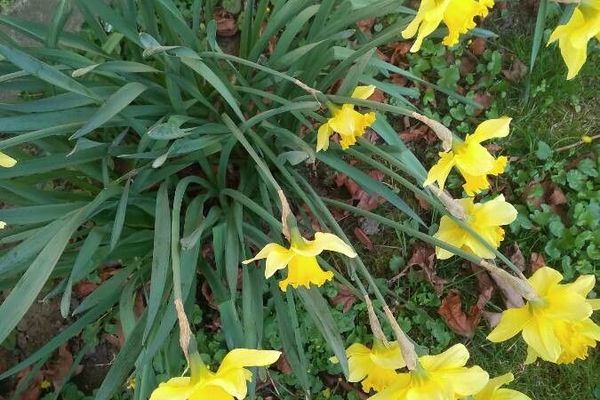 Tenby daffodil