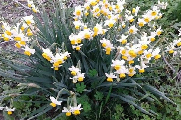 Bunchflower daffodil