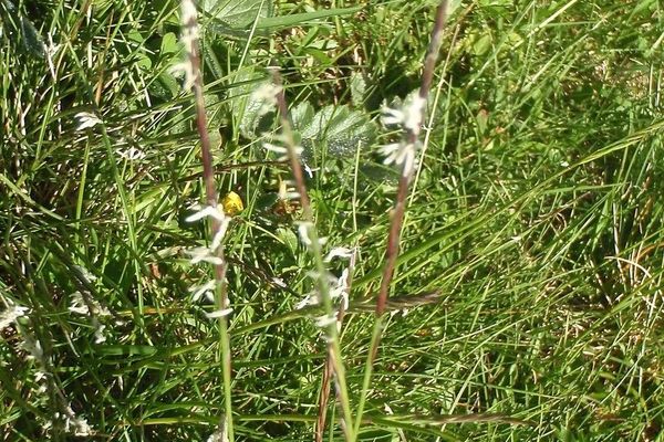 Matgrass