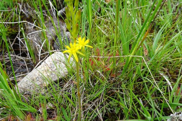 Bog-asphodel