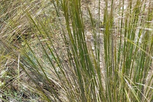 Chilean needlegrass