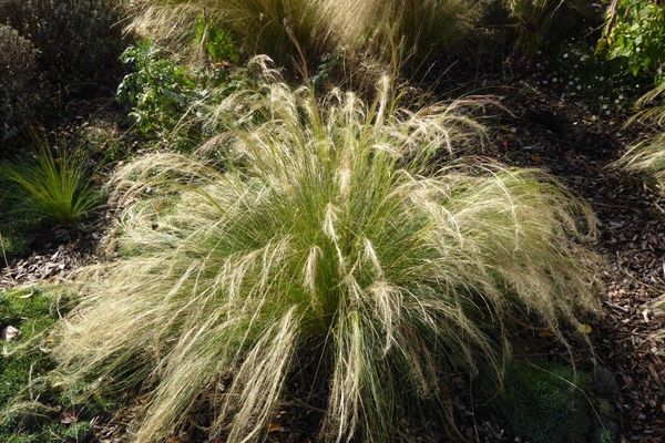 Argentine needlegrass