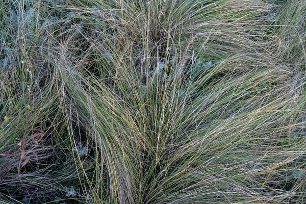 Serrated tussock grass