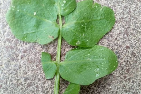 Onerow yellowcress