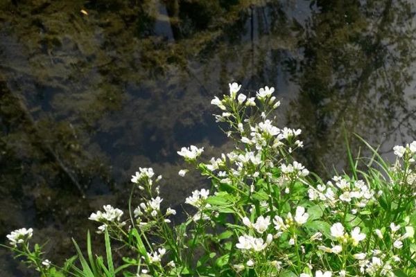 Watercress