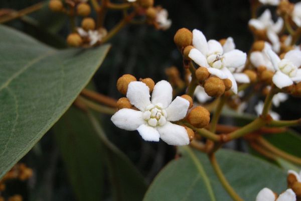 Nectandra oppositifolia