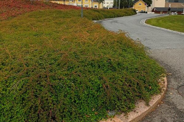 Laceshrub