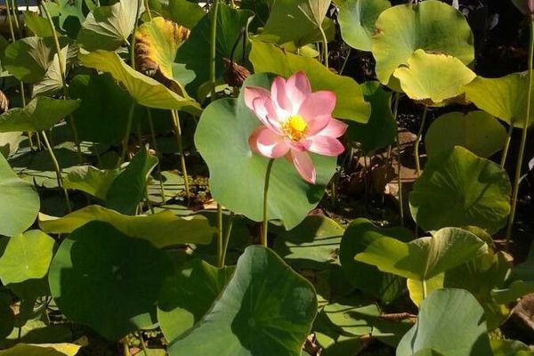 East indian lotus