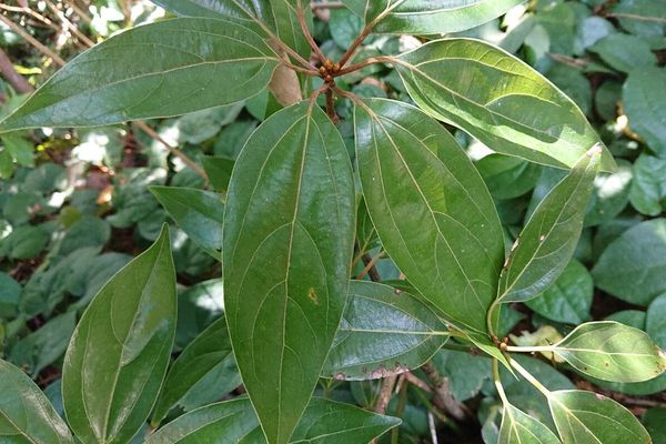 Neolitsea sericea