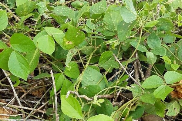 Perennial soybean