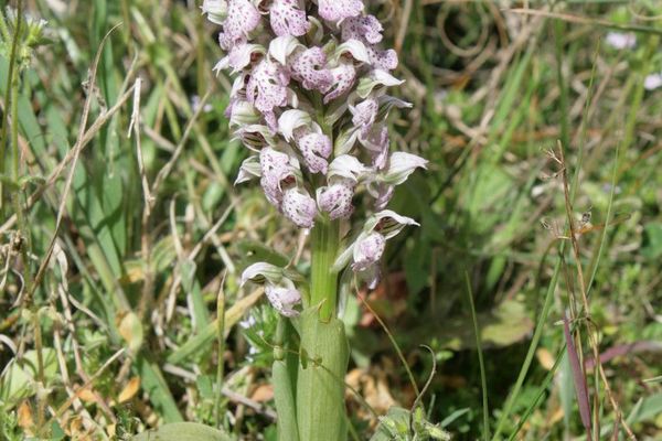 Milky orchid