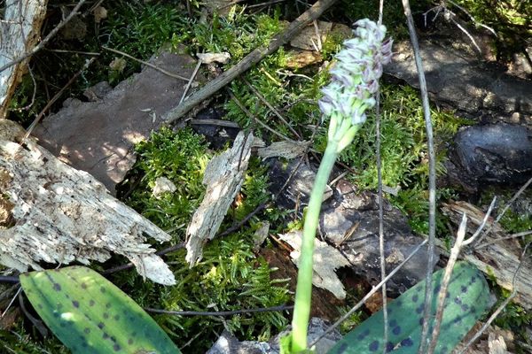 Dense-flowered orchid