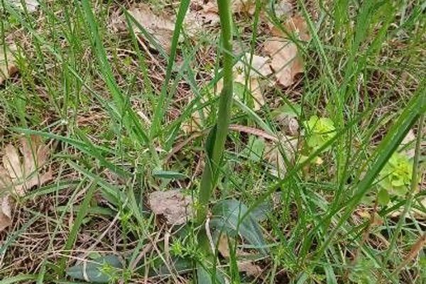 Three-toothed orchid