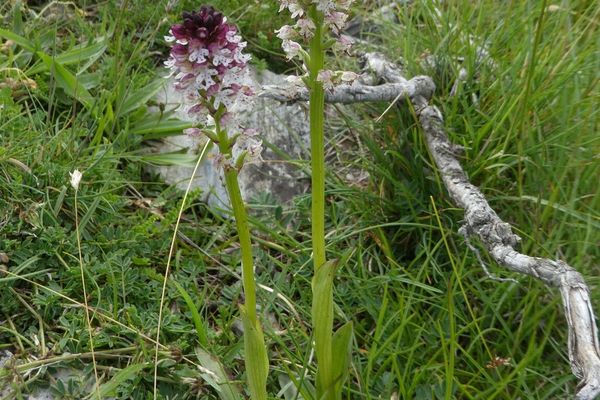 Burnt tip orchid