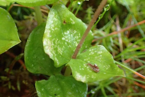 Lesser twayblade