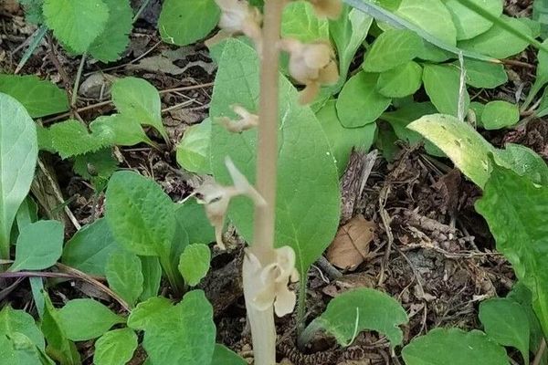 Bird's-nest orchid