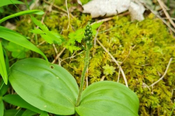Common twayblade