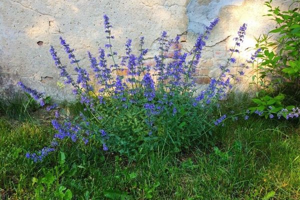 Catmint