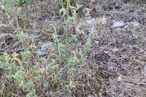 Lesser catmint