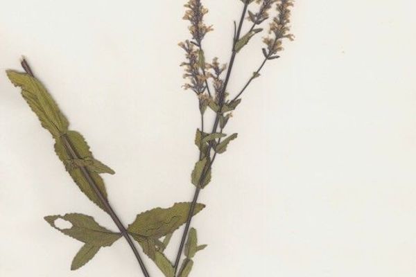 Hairless catmint