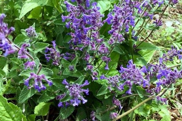 Raceme catnip