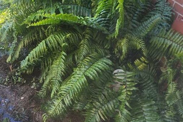 Giant sword fern