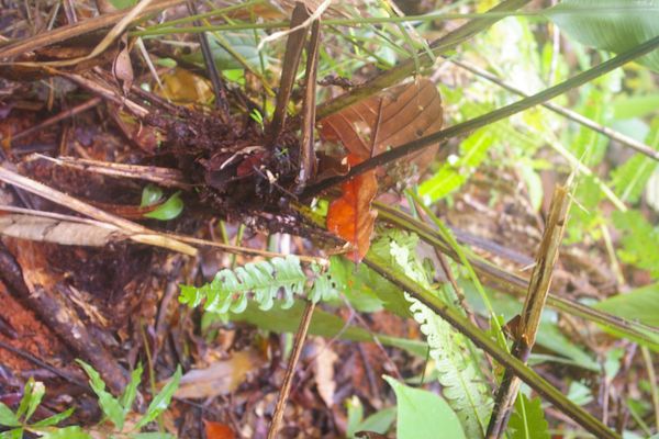 Asian sword fern