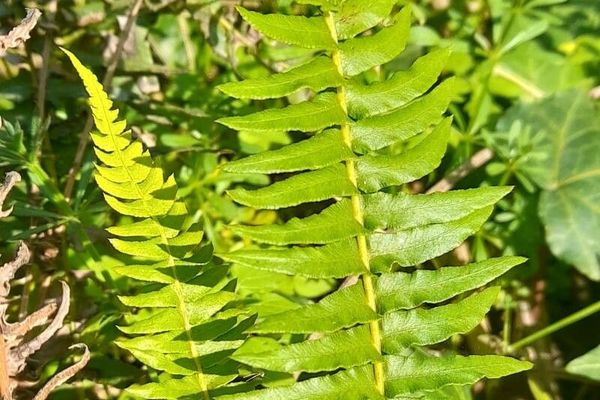 Ladder fern