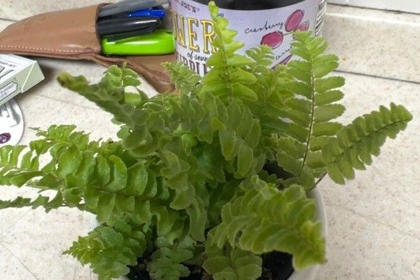 Boston fern