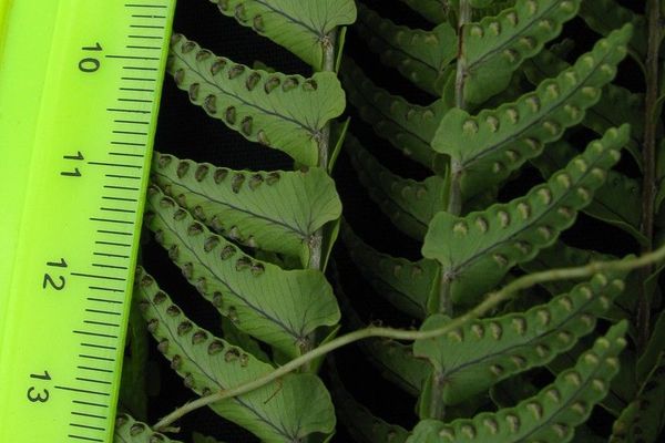 Annual swordfern