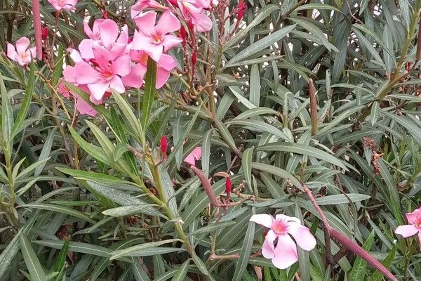 Oleander