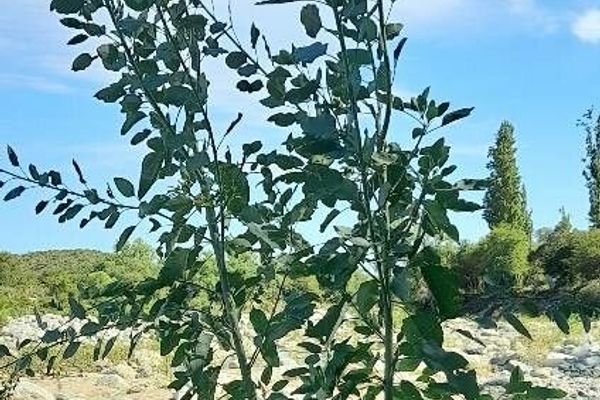 Tobacco-bush